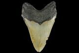 Fossil Megalodon Tooth - North Carolina #109800-1